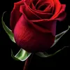 user4905425468609