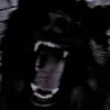 lucidus.lynx