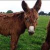 donkey_man9273