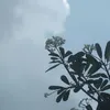 chicadarwin