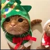 conmeowwbeoo