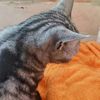 dressedcat1