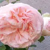 aarleor