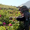 xanma.kurd0