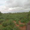 garaadkabeeshabiciide