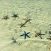starluviesnlaza