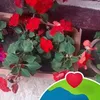 veta.dragu