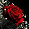 user9045905367503