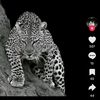 nesibovaa5