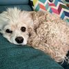 lucydog00