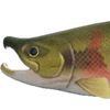 salmonfishinginc