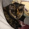 sr_gato_sad