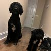 pawsandpupssc