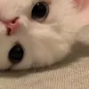 ayvlieiaa