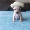 totallynotaplayer0