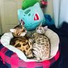 bengals.story