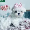 💫Winter Wonderland Maltese💫