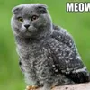 catfur111_0