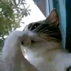 awtsgwge0