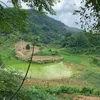 hoacaingong