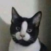 webm.memes