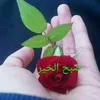 tahiramushtaq259