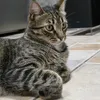 frisbee_kitty