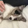 miss_luna_collie