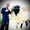 shanicattlefarm