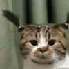 nthingwh
