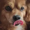 peludoo0