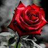 omarsaghour935