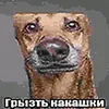 kenvyx_debil