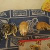 corina_07