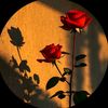 user9481968186737