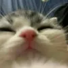 taomuonduocyeuma