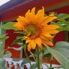 emiliana_82jm