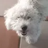 francobarrotti