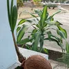 cm.li51