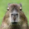 capybara4948838
