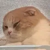 panimanyaa
