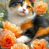 om_mohammed231