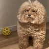 marshmallow_gigante