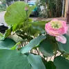 xinhdepchiha