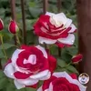 griseldaavalos45