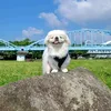 yoshipon0627