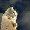 heba.abdelaziz49