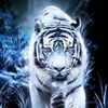 anugrah103_