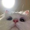bunnygamingmm