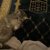 basmala_17_1